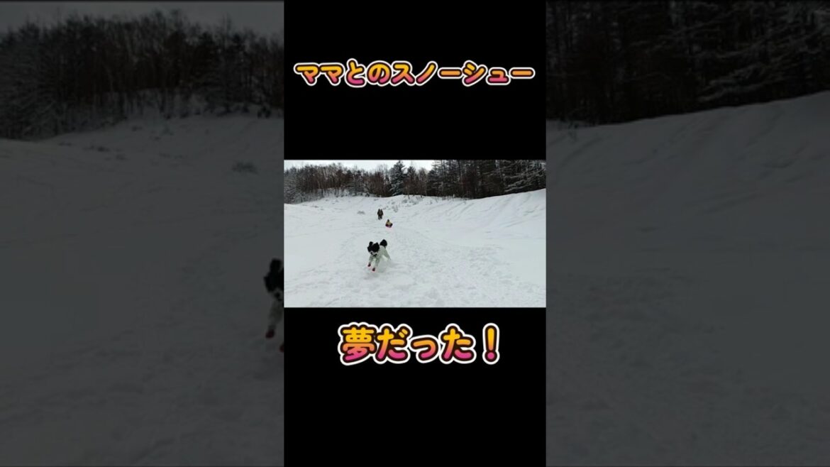 脳出血後に初スノーシューと雪遊び④　#shorts #脳出血 #ボーダーコリー #犬とお出かけ #ハイエース #夫婦 #スノーシュー