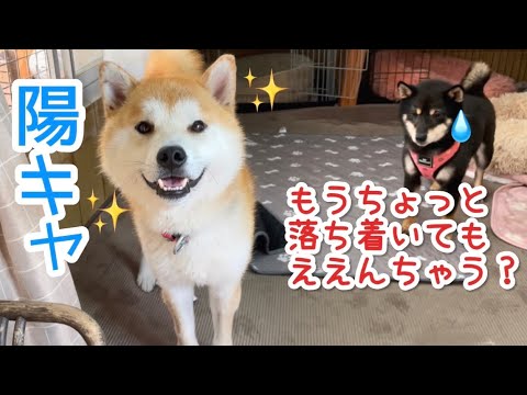 台風みたいな陽キャ柴犬に巻き込まれる小粒黒柴のなげき… 台風みたいな陽キャ柴犬に巻き込まれる小粒黒柴のなげき…