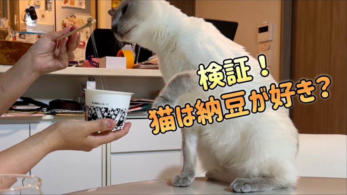 【トンキニーズ･納豆･検証！】猫は納豆が好き？徹底調査！