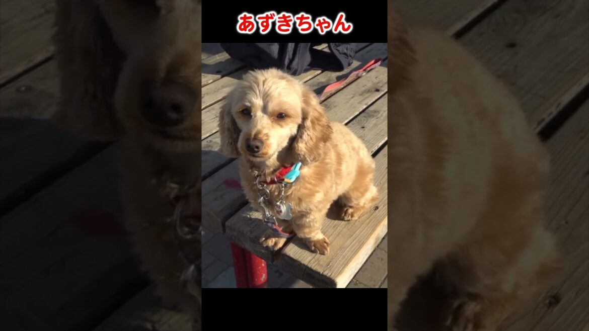 あずきちゃん #shorts #プードル