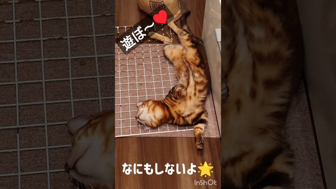 【うさぎのふわ！遊ぼう♥】 #ベンガル 猫とうさぎのふわがラブラブ。遊んで欲しい猫とうさぎの駆け引き #cat #ねこ #猫のいる暮らし #ねこのいる生活