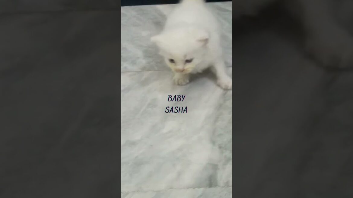 Cute Kittens 😻 | Sasha & Siblings 🐾😹 #shorts #cat