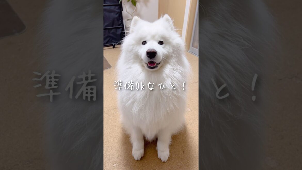仕事中にかわい子ちゃんが話しかけてきた！ #samoyed #サモエド #癒し動画