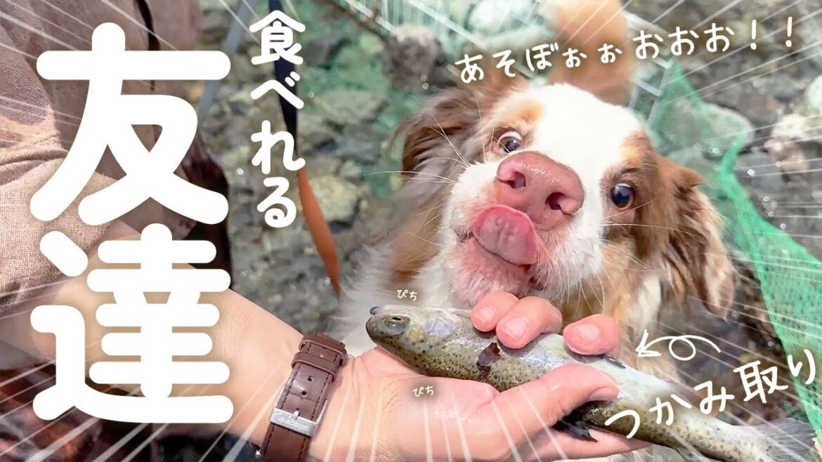 お魚大好きな愛犬をつかみ取りに連れて行ったら大喜びで大変でした😂💦【オーストラリアンシェパード・ボーダーコリー】