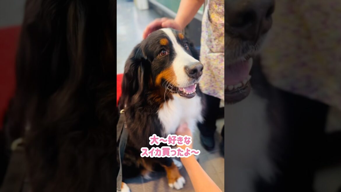 今日のお目当ては…スイカ‼️バーニーズとお買い物🐾
