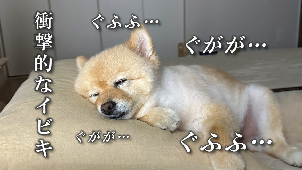 実は、ドでかいイビキをかいて寝ているポメラニアン…笑