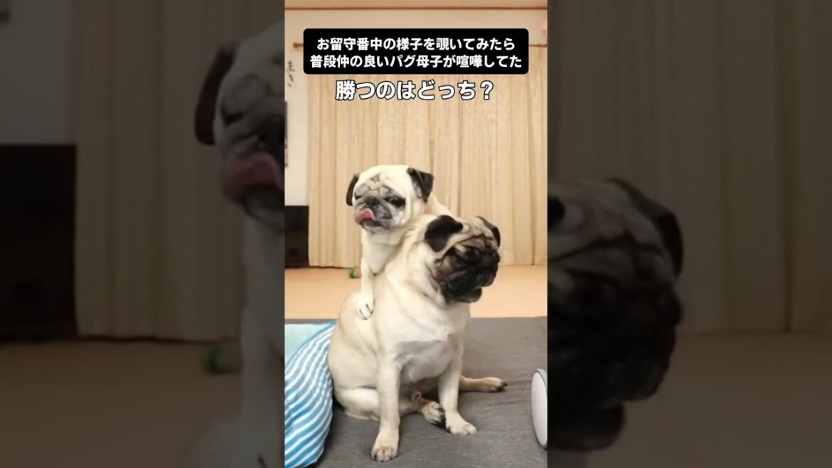 お留守番中に親子ゲンカ勃発！！！！