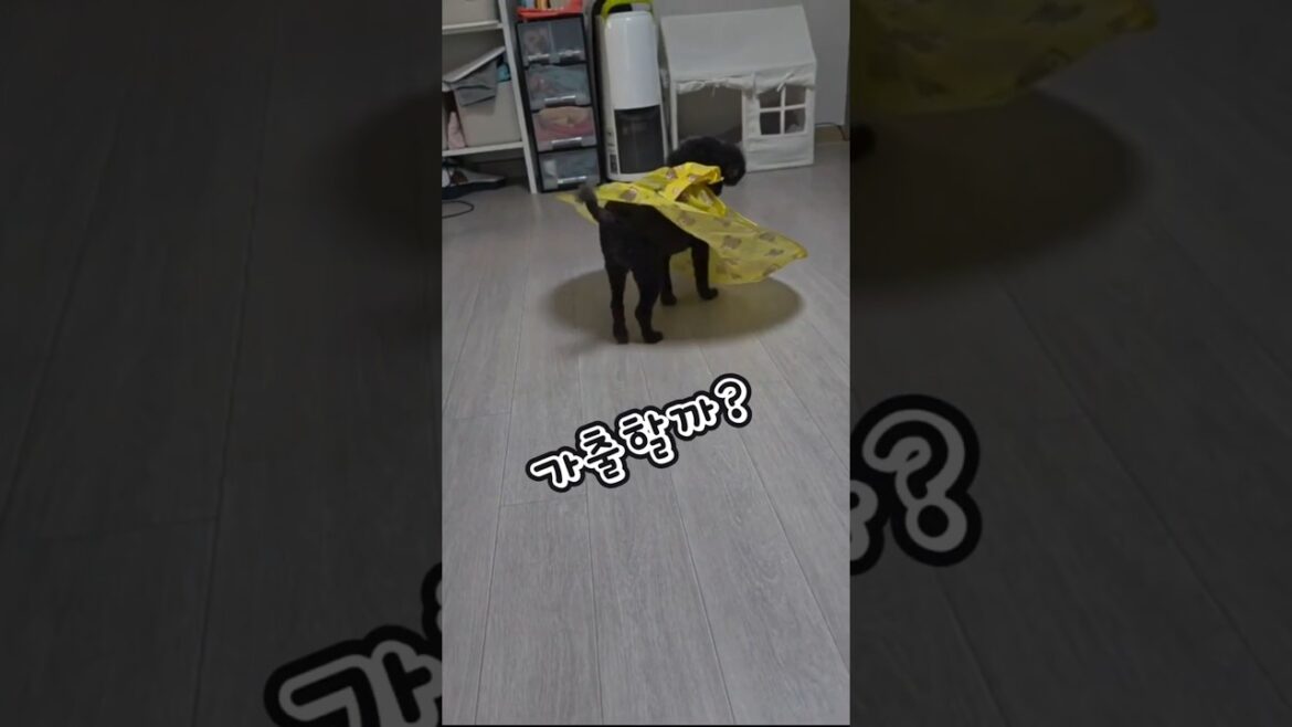 강아지랑 미용놀이~ If you bother your dog~  #puppy #Dog image #cute