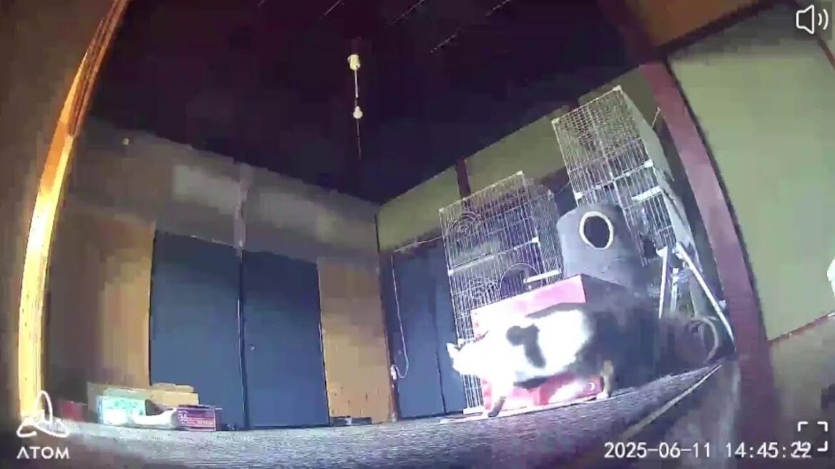 【 猫 】 ( 古民家 ) 保護猫部屋LIVE　Rescue Cat Shelter　入居猫募集中‼