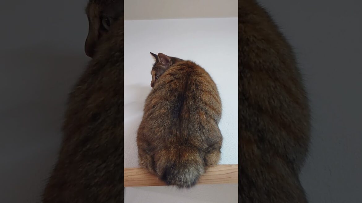 ボブテイルでカギしっぽの猫、モナちゃん...#ねこ #ボブテイル #麦わら猫