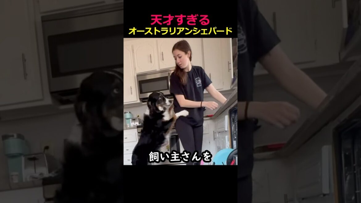 天才すぎるオーストラリアンシェパード
