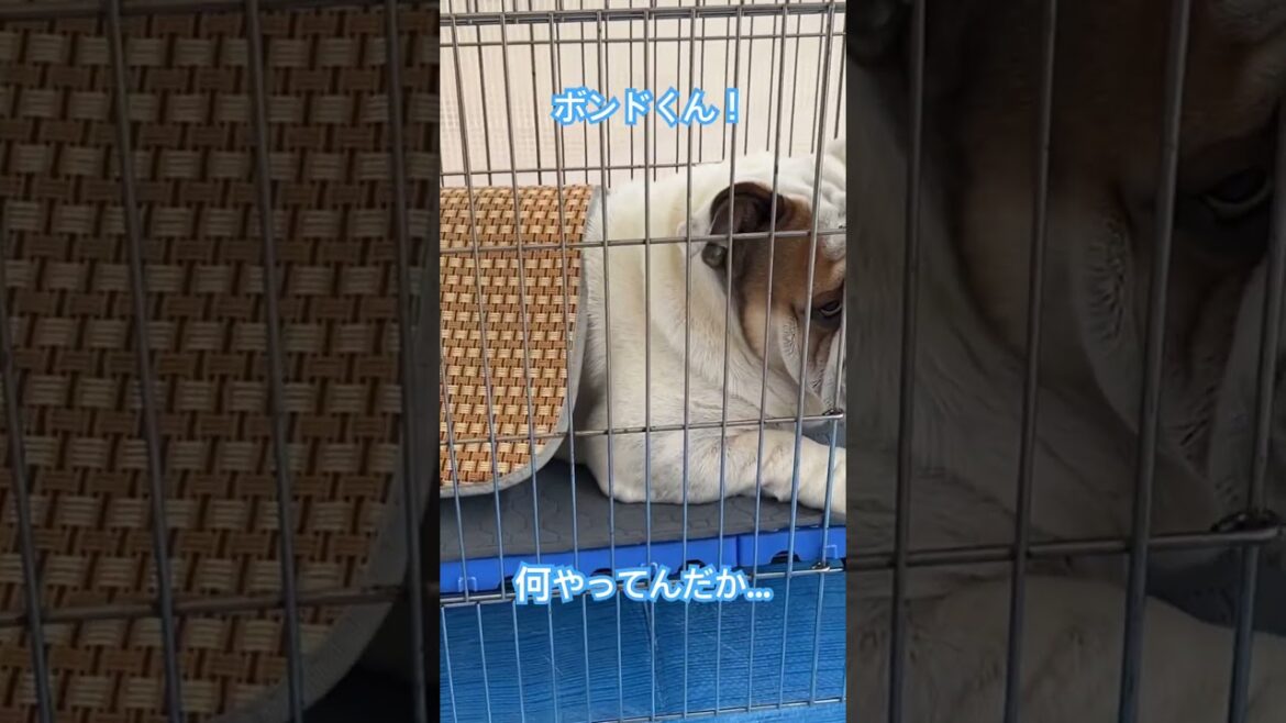 敷物を被るブルドッグ！