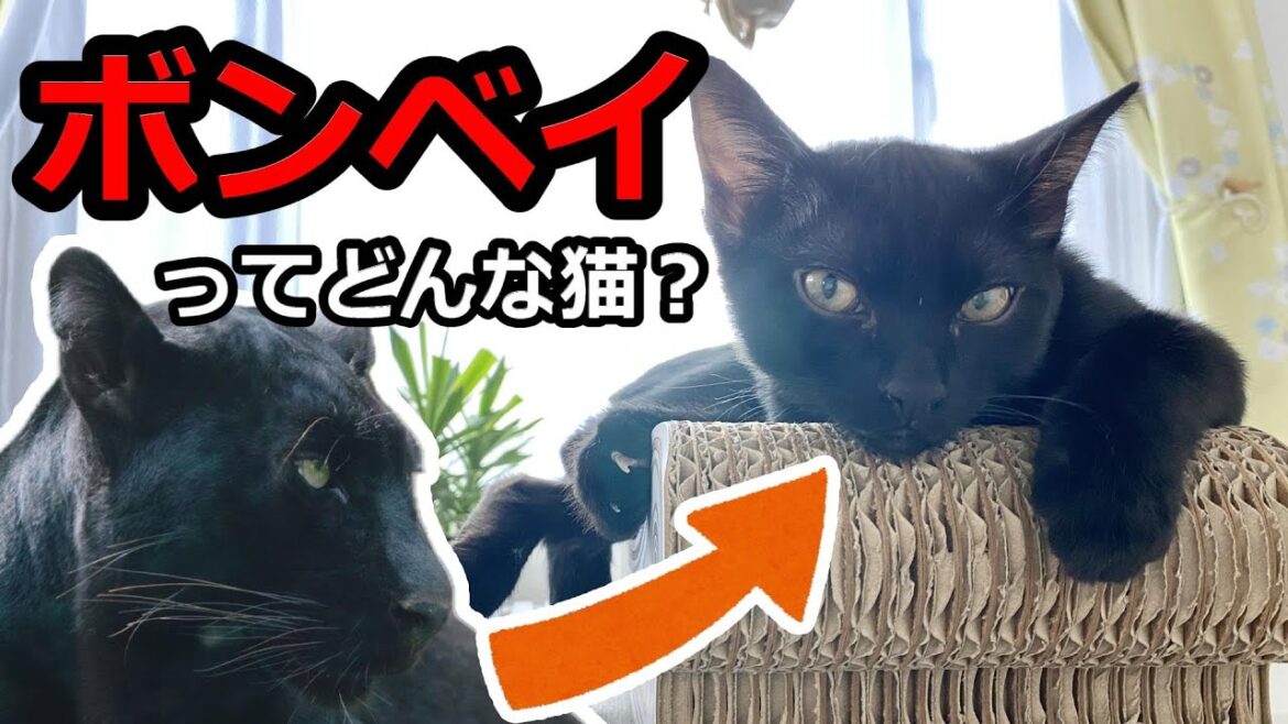【祖先はクロヒョウ!?】ボンベイってどんな猫?【黒猫】 【祖先はクロヒョウ!?】ボンベイってどんな猫?【黒猫】