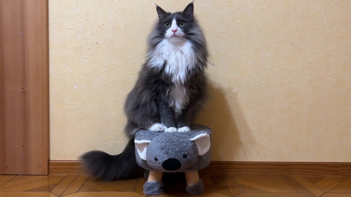 【こんにちは♪】新しいお友達のコアラさんとご対面wwwノルウェージャンフォレストキャットとターキッシュアンゴラ♡