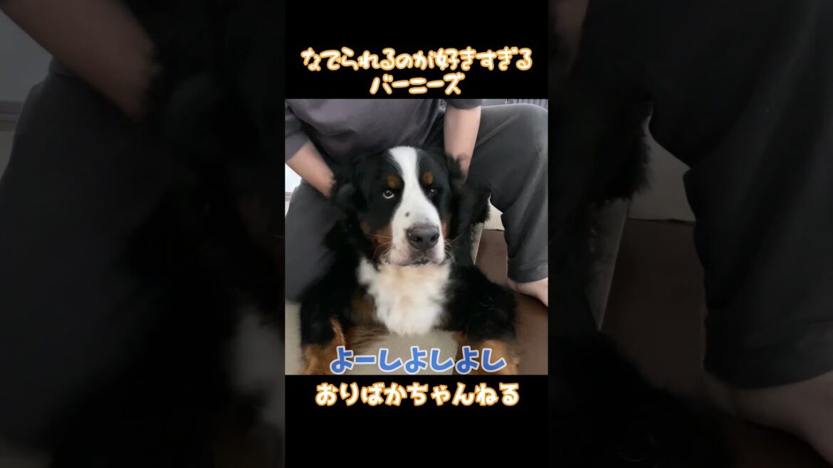 なでられることが好きすぎるバーニーズマウンテンドッグのオリバー #バーニーズマウンテンドッグ #bernesemountaindog
