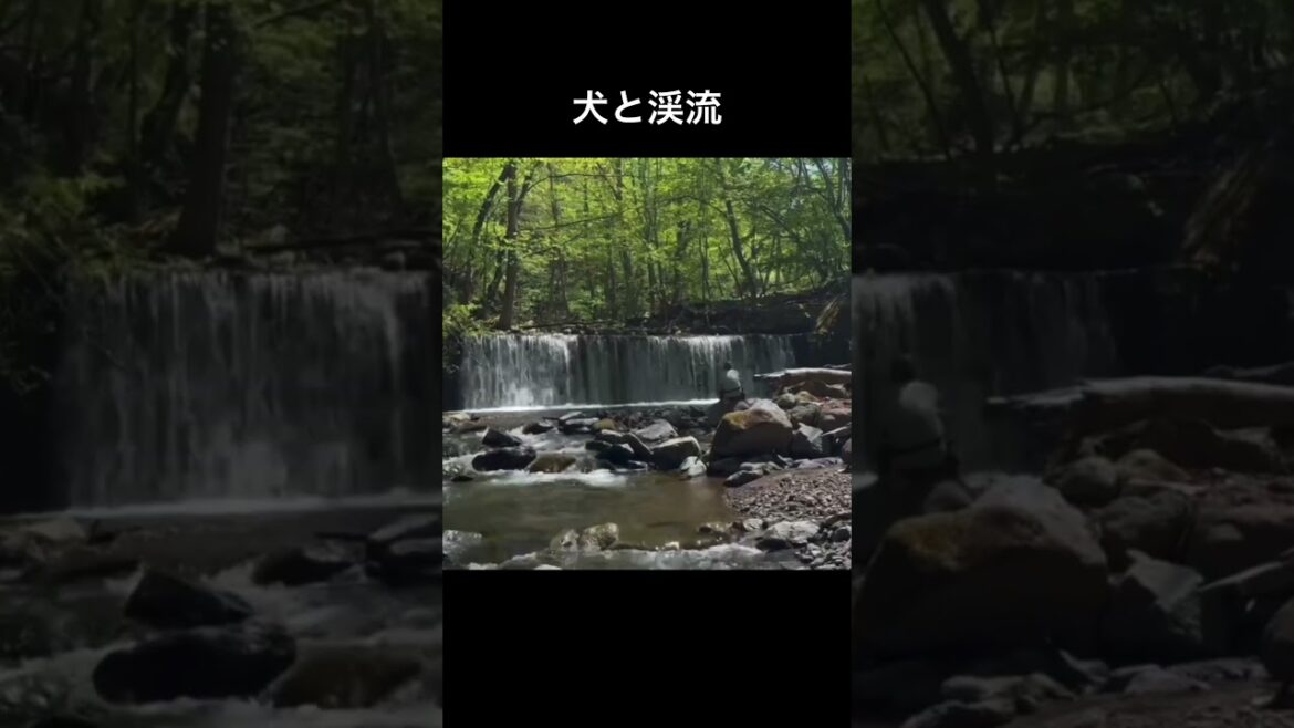 犬と渓流　#イングリッシュセッター