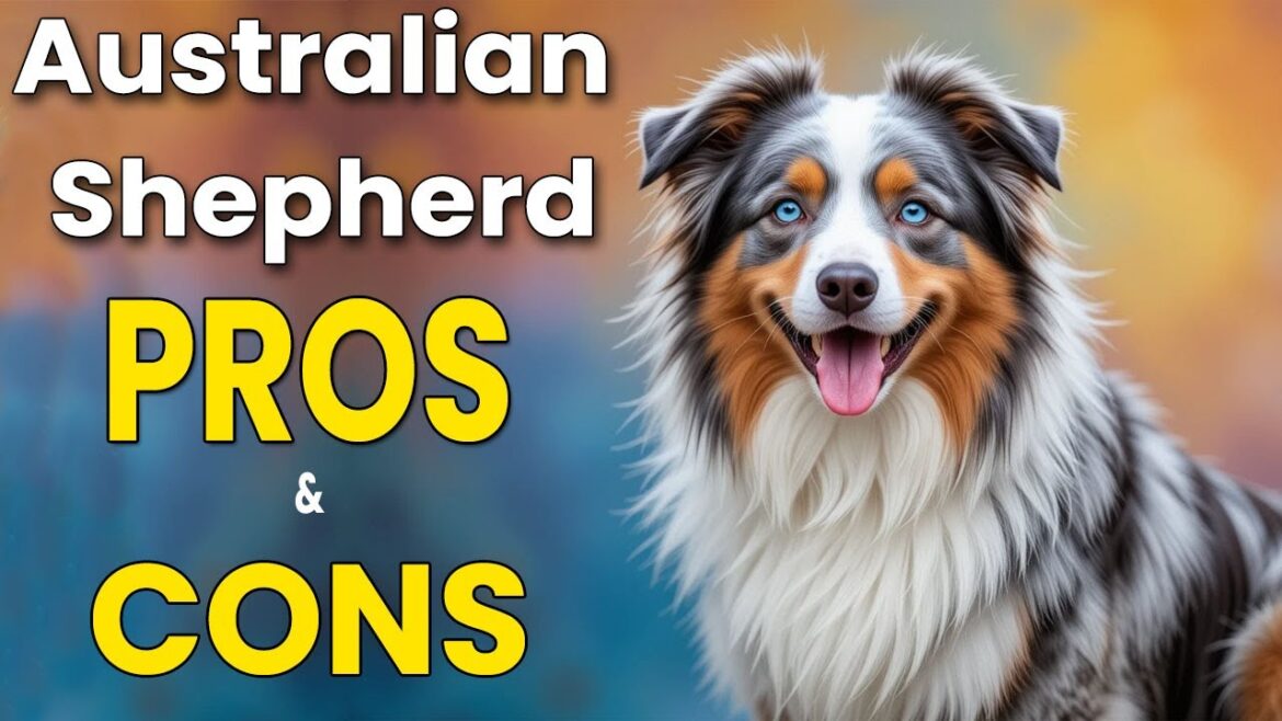 オーストラリアン・シェパードの長所と短所｜このふわふわの天才はあなたにぴったり？ #aussie