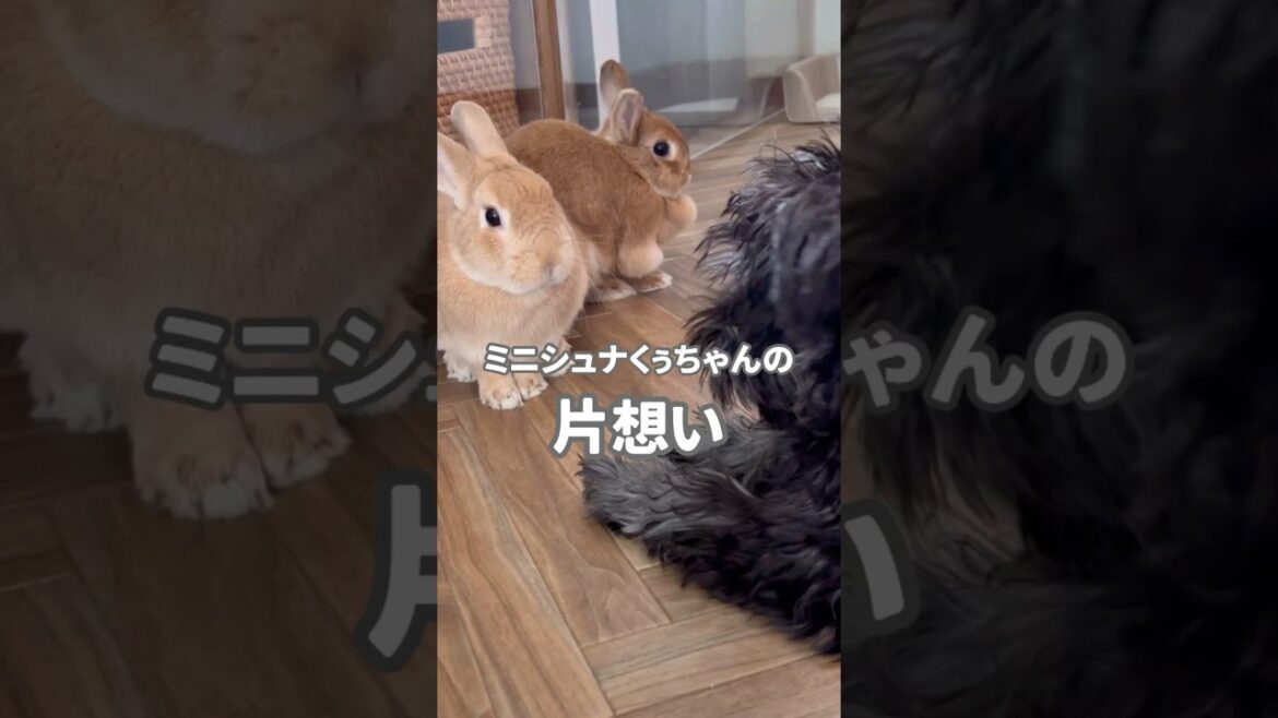 ミニチュアシュナウザーの片想い #うさぎ多頭飼い  #うさぎ #犬