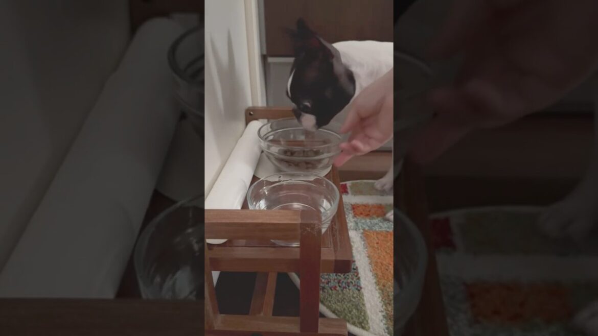 おはよう！メルの朝ごはん #ボストンテリア #ボステリ #bostonterrier