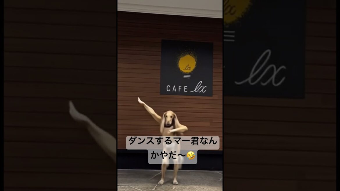 マー君に踊ってもらったけど、なんか変🤣 #saluki #サルーキ #大型犬 #dancevideo#dog#dancedog