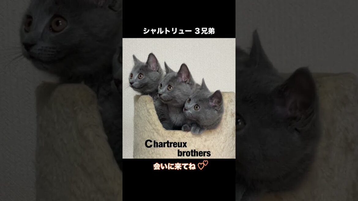 #shorts 【素敵な三兄弟】シャルトリュー子猫 #シャルトリュー #猫好きさんと繋がりたい