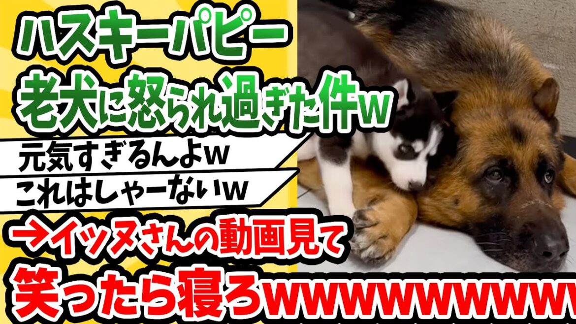 ハスキーパピー、老犬にダル絡みし過ぎて怒られた件www→犬さんの動画見て笑ったら寝ろwww