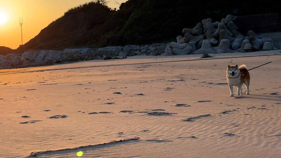 夕日撮影のすみっこにちょこんと乱入した柴犬