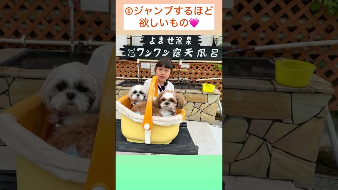 ♦︎てんちゃんのバス🚌旅行ダイジェスト💜シーズーてんちゃん日記 4歳】#shorts#シーズー#Shih Ztu#シーズーてんちゃん日記#てん#らん#dog#旅行#バス#ダイジェスト#楽しい ♦︎てんちゃんのバス🚌旅行ダイジェスト💜シーズーてんちゃん日記 4歳】#shorts#シーズー#Shih Ztu#シーズーてんちゃん日記#てん#らん#dog#旅行#バス#ダイジェスト#楽しい