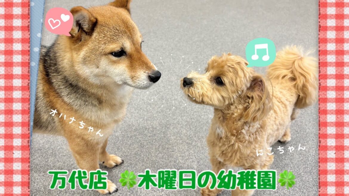 【犬の幼稚園】 万代店☆木曜日の幼稚園☆