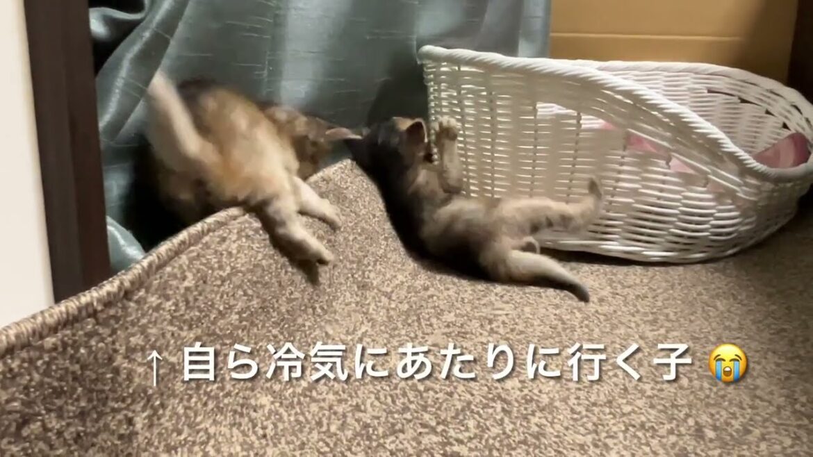 幾つかの技を披露してくれた  〜生後24日〜 ソマリの仔猫