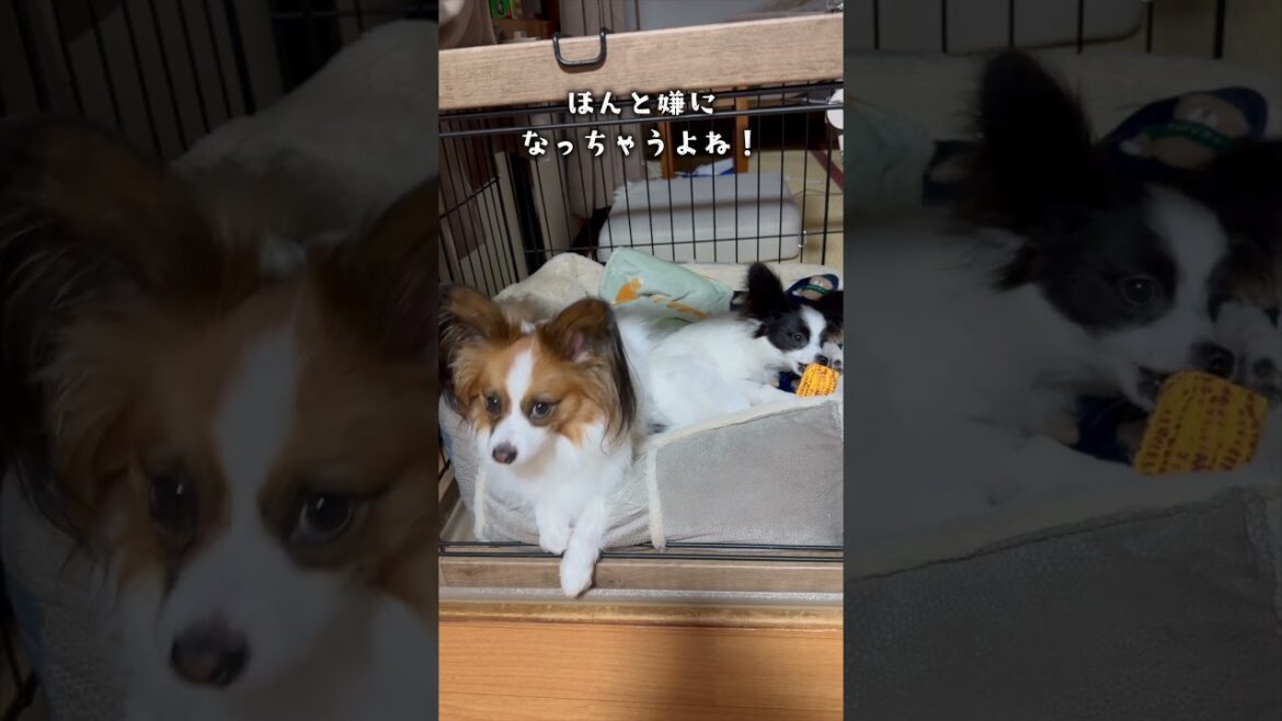 妹はトウモロコシに夢中！！　#犬のいる暮らし #パピヨン #shorts
