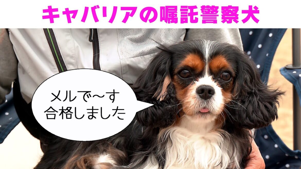 キャバリアの嘱託警察犬メルちゃん