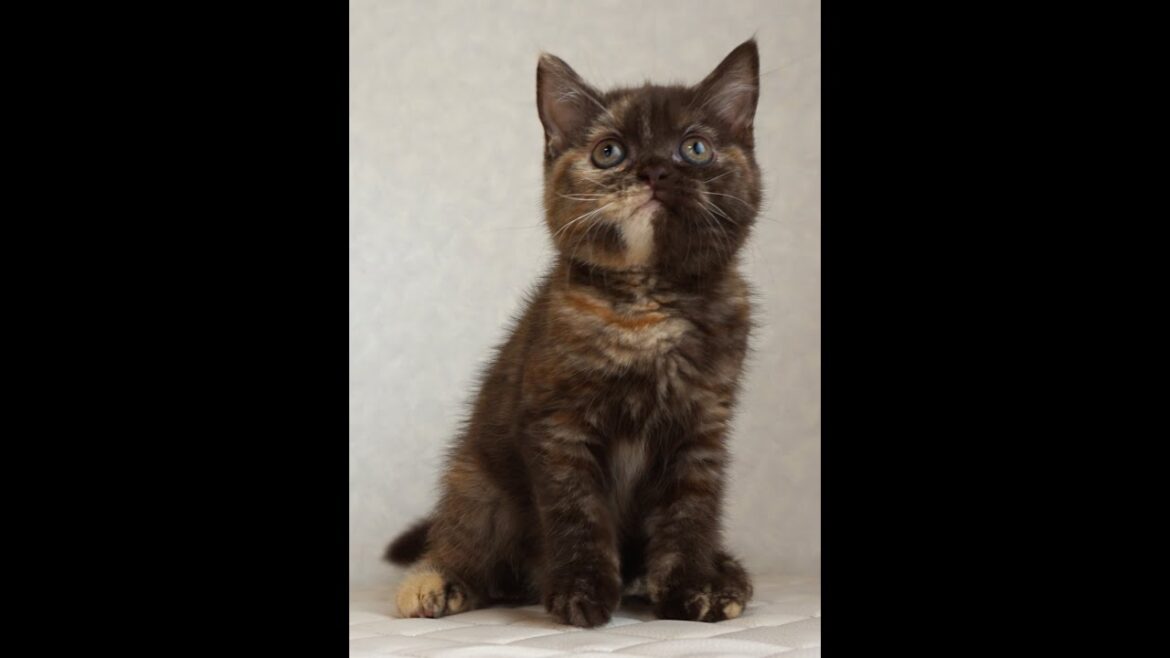 ブリティッシュショートヘアー子猫　British Shorthair　2025.3.20産まれ　チョコトーティー　女の子　シーダキャット猫のお店