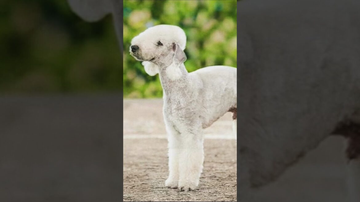 Is this a sheep or a dog? 🧐 | 5 Fun facts about Bedlington Terriers #shorts #trending
