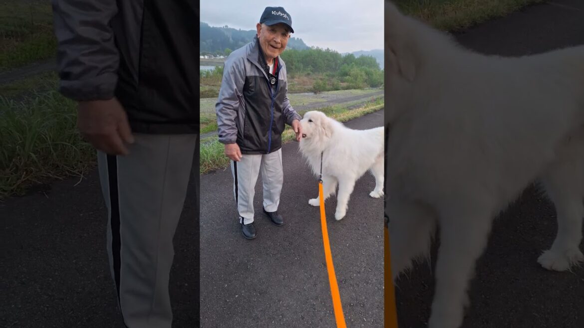 朝のおはよう #グレートピレニーズ #超大型犬 #レン #レンと遊ぼう #Shorts 朝のおはよう #グレートピレニーズ #超大型犬 #レン #レンと遊ぼう #Shorts