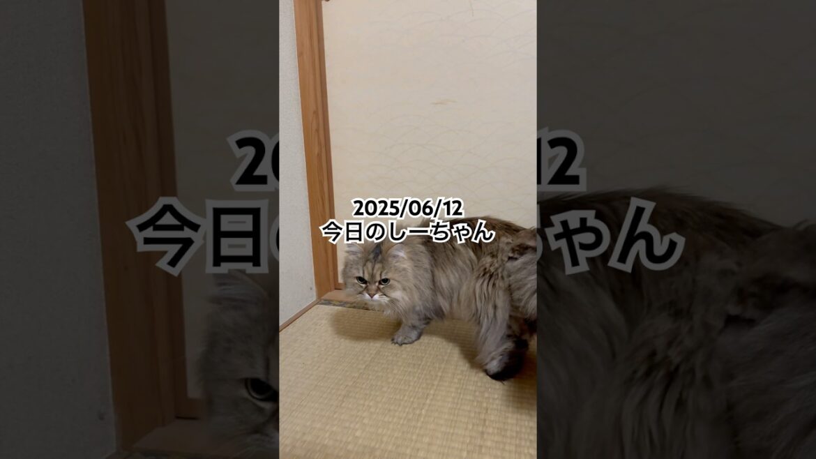 2025/06/12今日のしーちゃん #猫 #ペルシャ #シエル #cat #猫のいる暮らし