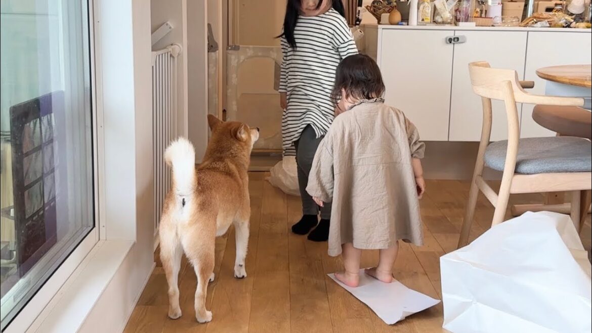 柴犬と女の子姉妹でママを喜ばせよう作戦を決行してみた