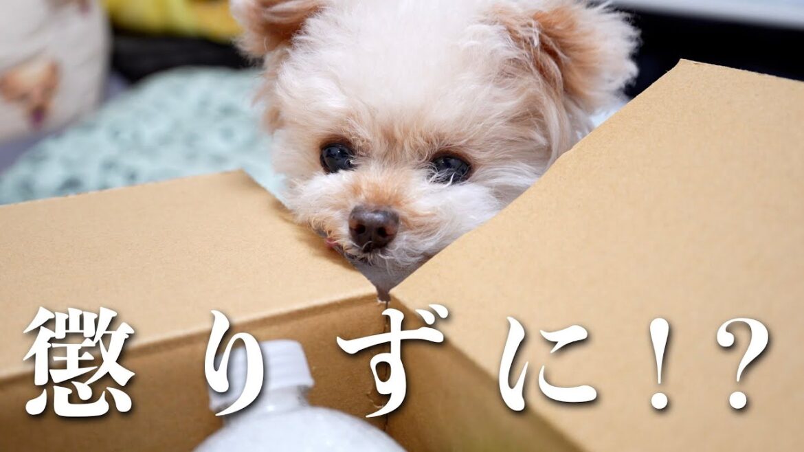 また買ってしまいました・・・【トイプードル】
