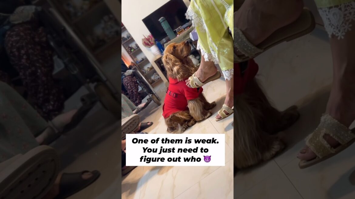 You just need to find the weak one.#cockerspaniel #dogmom