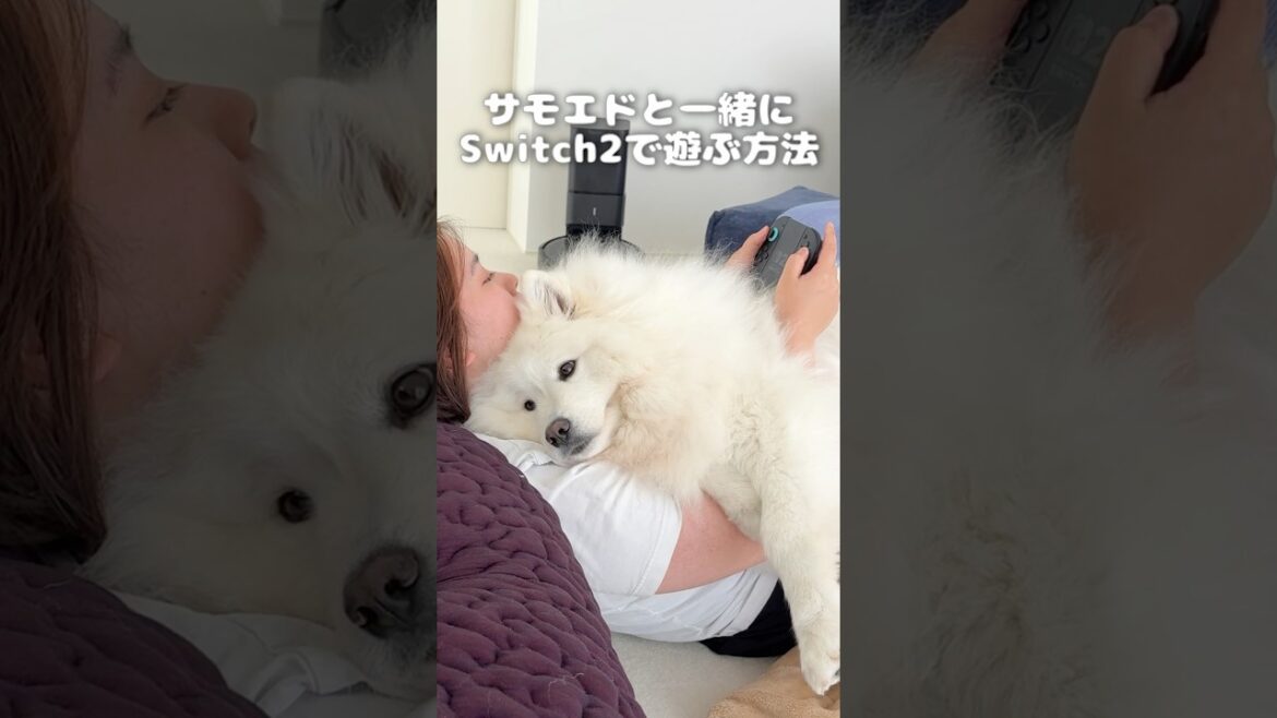 サモエドと一緒にSwitch2で遊ぶ方法　#switch2 #samoyed #サモエド