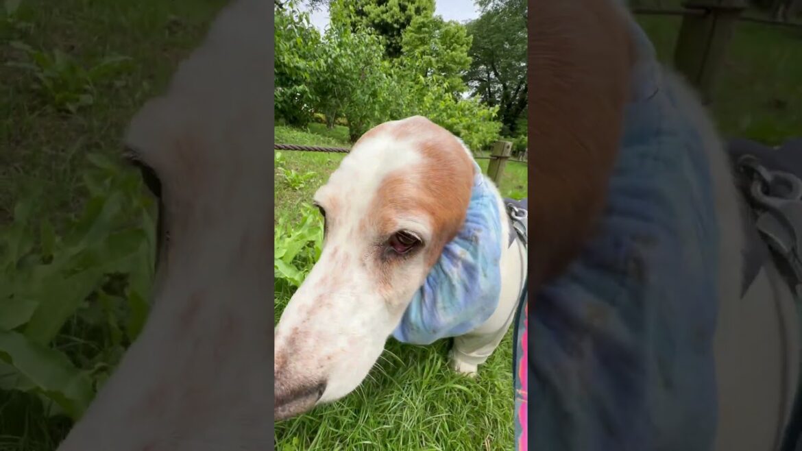 #bassethound #バセットハウンド