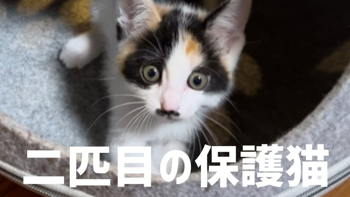 【保護猫】子猫の三毛猫が我が家にやってきた。ミルクの反応…#保護猫 #ねこ #子ネコ #三毛猫 #ミルねーさん 【保護猫】子猫の三毛猫が我が家にやってきた。ミルクの反応…#保護猫 #ねこ #子ネコ #三毛猫 #ミルねーさん