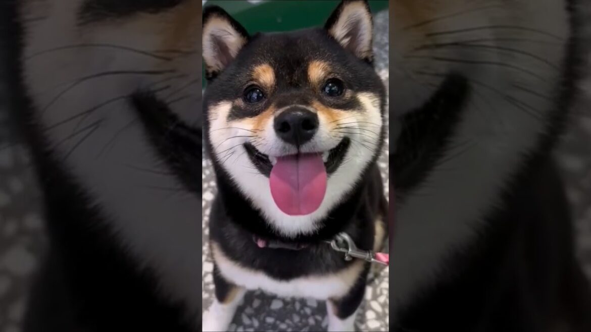 柴犬さん見て癒やされたら寝ろwww #動物 #いぬ #柴犬