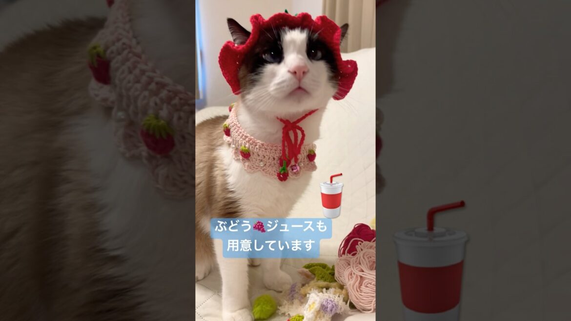 パシリが〇〇〇すぎて怖すぎるヤツ #shorts #ネタ #おもしろ #ねこ動画 #猫のいる暮らし Japanese comedy