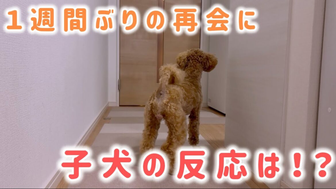 トイプードルの子犬、１週間振りに飼い主と再会！【反応】