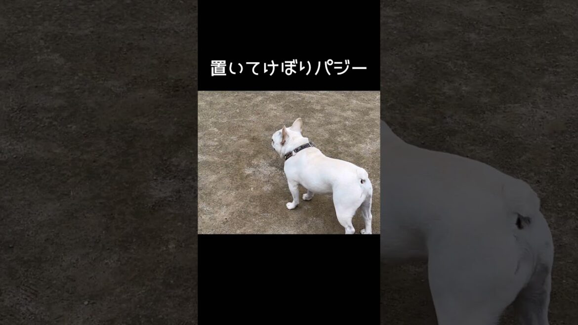 ドッグラン行ったよー！#フレンチブルドッグ#ブルドッグ#フレブル#多頭飼い#子犬#パピー#犬のいる暮らし #ドッグラン#french bulldog#bulldog