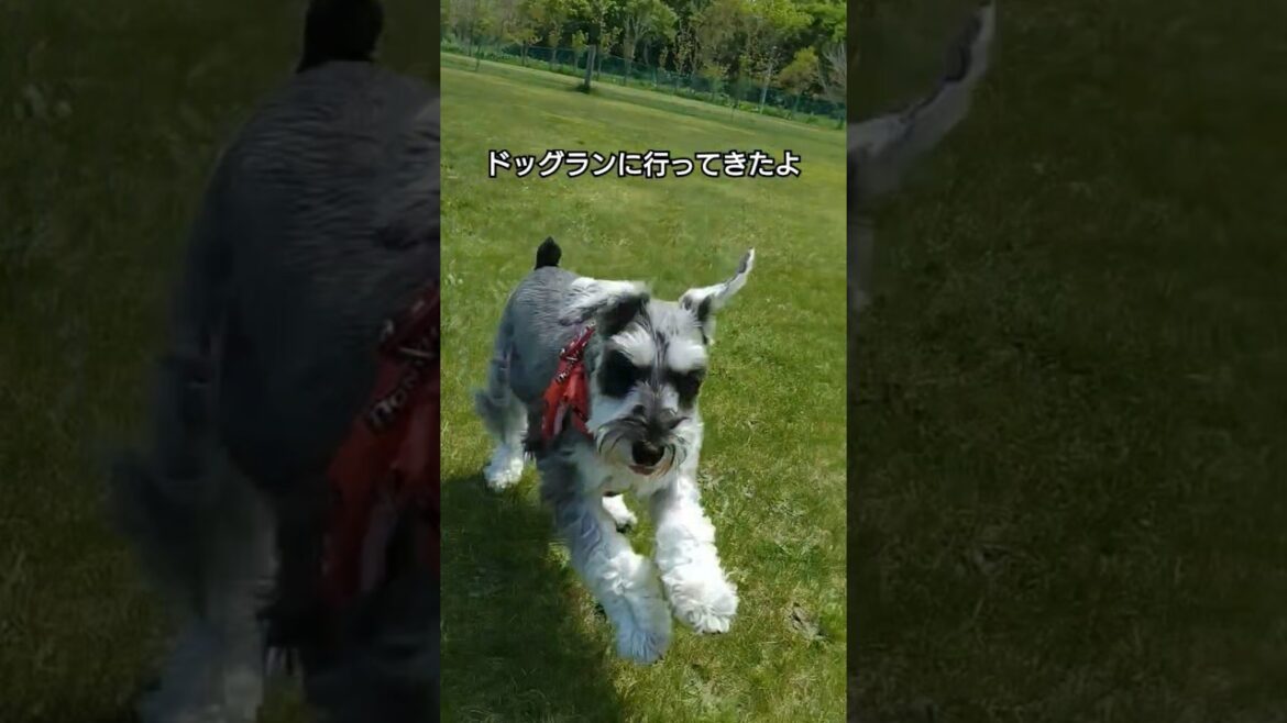 天気がいい日は #ドッグラン #ミニチュアシュナウザー #miniatureschnauzer #シュナウザー #犬のいる生活 #犬