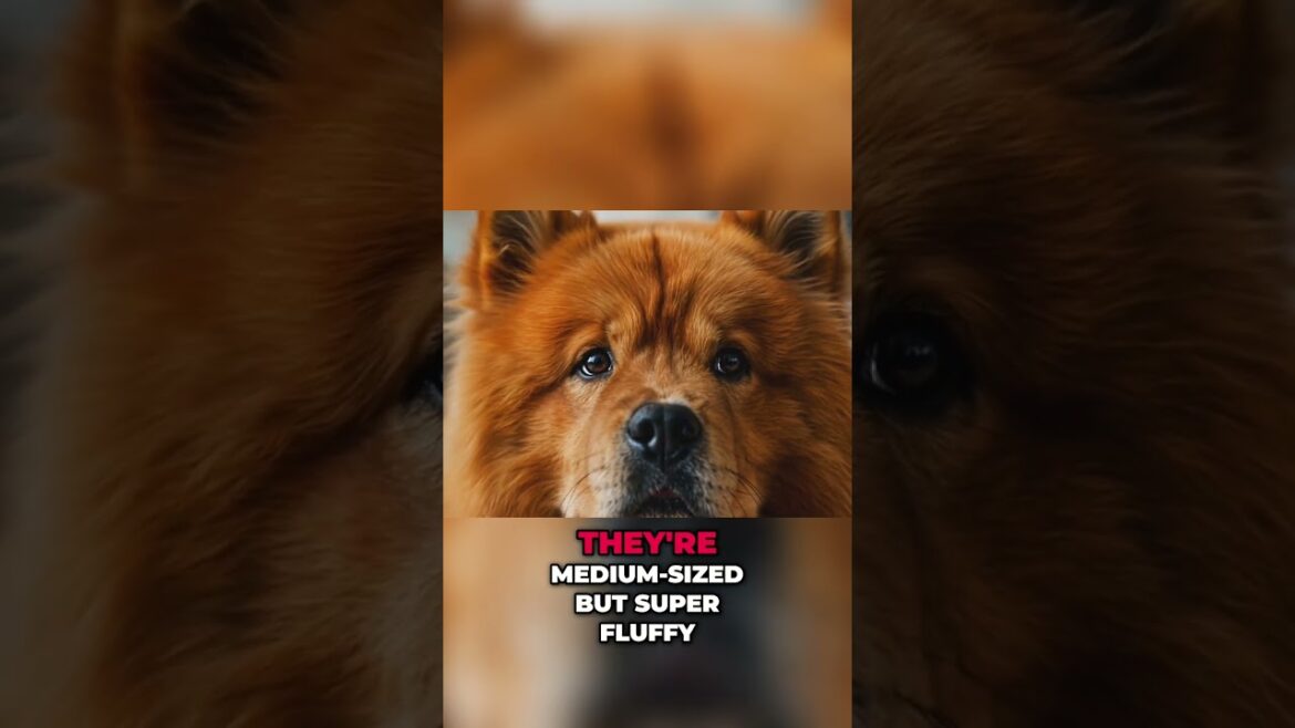 Did You Know These Fluffy Dogs Were Palace Guards?