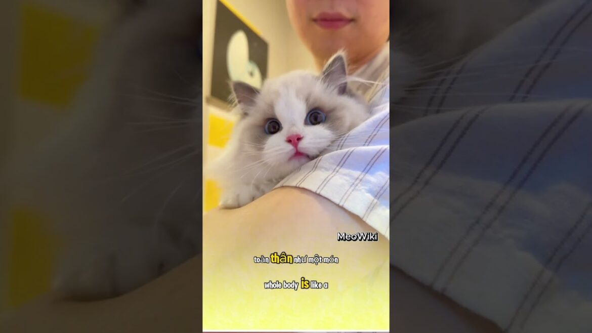 Ragdoll – Mèo búp bê sống khiến ai cũng ‘tan chảy’ #cat #storytelling #meow #shorts