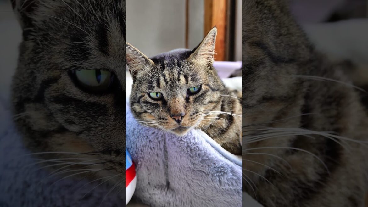 【猫動画】忙しいので主は後回しの元野良ボス一家😁💕#shorts #cat #猫のいる暮らし #キジトラ